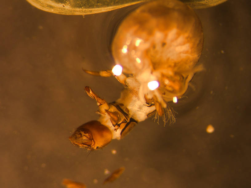 Hydropsyche (Spotted Sedges) Caddisfly Larva from the Flathead River-lower in Montana