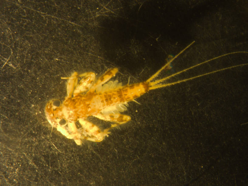 Maccaffertium terminatum Mayfly Nymph from the Flathead River-lower in Montana