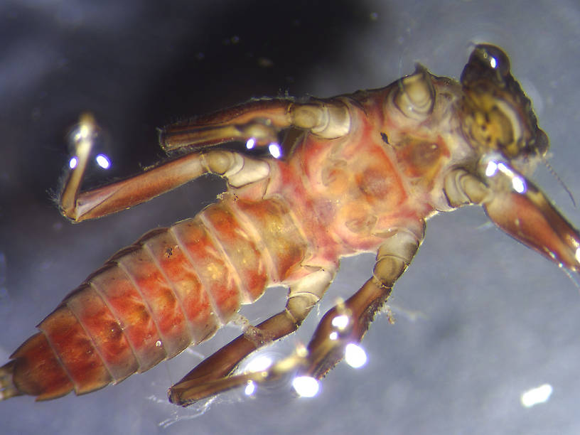 Drunella coloradensis (Small Western Green Drake) Mayfly Nymph from the Big Thompson River in Montana