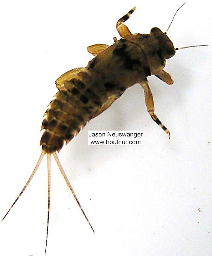 Ephemerella (Hendricksons, Sulphurs, PMDs) Mayfly Nymph from unknown in Wisconsin