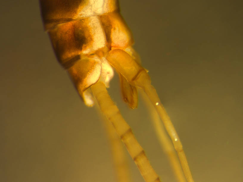 Rhithrogena virilis Mayfly Spinner from the Big Thompson River in Montana