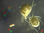 Arachnida (Mites and Spiders) Arthropod Nymph from Wetlands in Glacier National Park in Montana