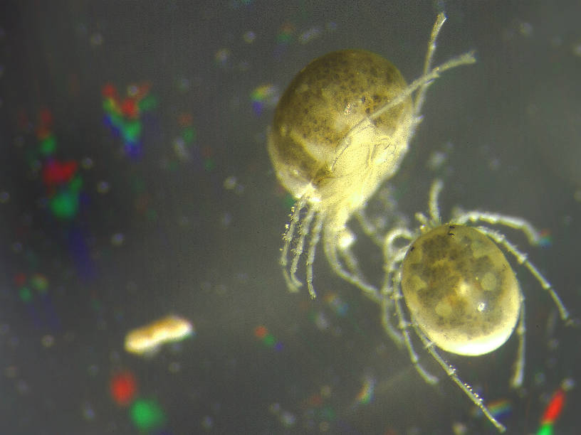 Arachnida (Mites and Spiders) Arthropod Nymph from Wetlands in Glacier National Park in Montana