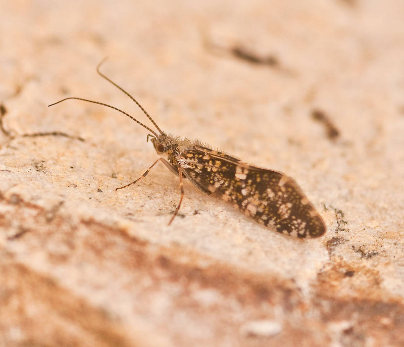 Glossosoma (Little Brown Short-horned Sedges) Saddle-case Maker Adult from the Big Thompson River in Montana