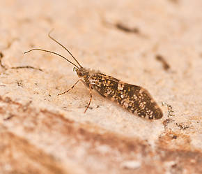 Glossosoma (Little Brown Short-horned Sedges) Saddle-case Maker Adult