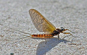 Rhithrogena  Mayfly Dun