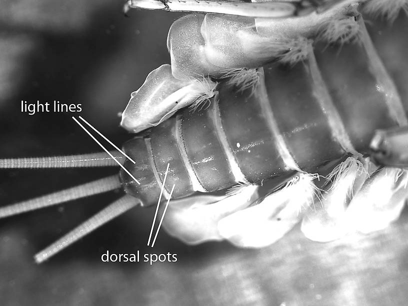 Rhithrogena virilis Mayfly Nymph from the Big Thompson River in Montana