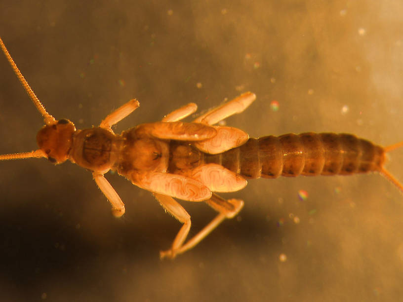 Utacapnia distincta (Little Snowfly) Stonefly Nymph from Crazy Beaver Spring in Montana