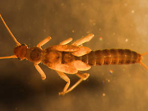 Utacapnia distincta (Little Snowfly) Stonefly Nymph