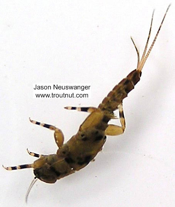 Ephemerella (Hendricksons, Sulphurs, PMDs) Mayfly Nymph from unknown in Wisconsin