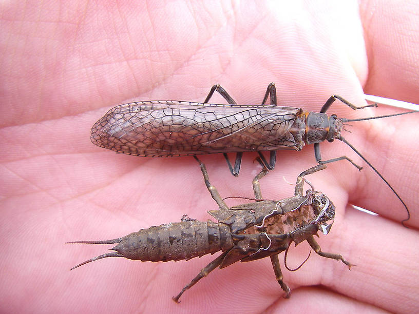 Male Pteronarcys californica (Giant Salmonfly) Stonefly Adult from the Jocko River in Montana