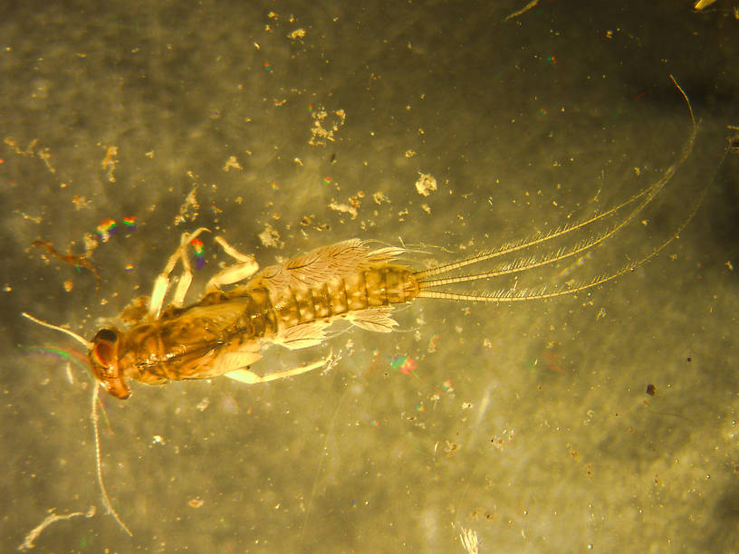 Leptophlebia cupida (Borcher Drake) Mayfly Nymph from Dog Lake in Montana