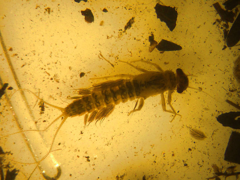 Leptophlebia cupida (Borcher Drake) Mayfly Nymph from Dog Lake in Montana