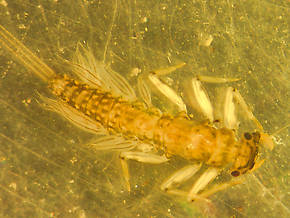 Paraleptophlebia bicornuta (Mahogany Dun) Mayfly Nymph