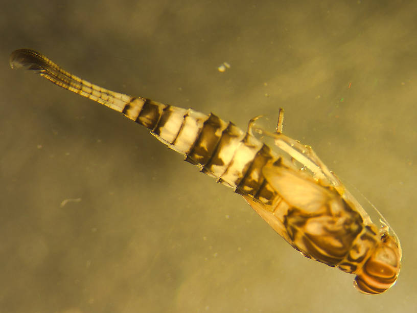 Procloeon pennulatum (Tiny Sulphur Dun) Mayfly Nymph from Murphy Lake in Montana