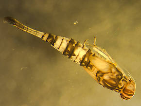 Procloeon pennulatum (Tiny Sulphur Dun) Mayfly Nymph