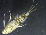 Baetis flavistriga (BWO) Mayfly Nymph from the Kwethluk River in Alaska