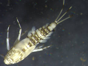 Baetis flavistriga (BWO) Mayfly Nymph