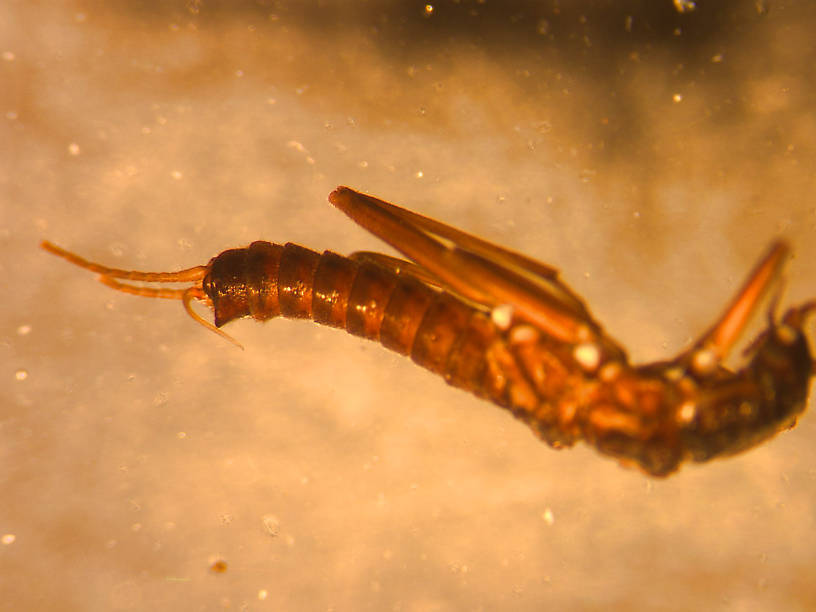 Isocapnia integra (Little Snowfly) Stonefly Nymph from the Flathead River-upper in Montana