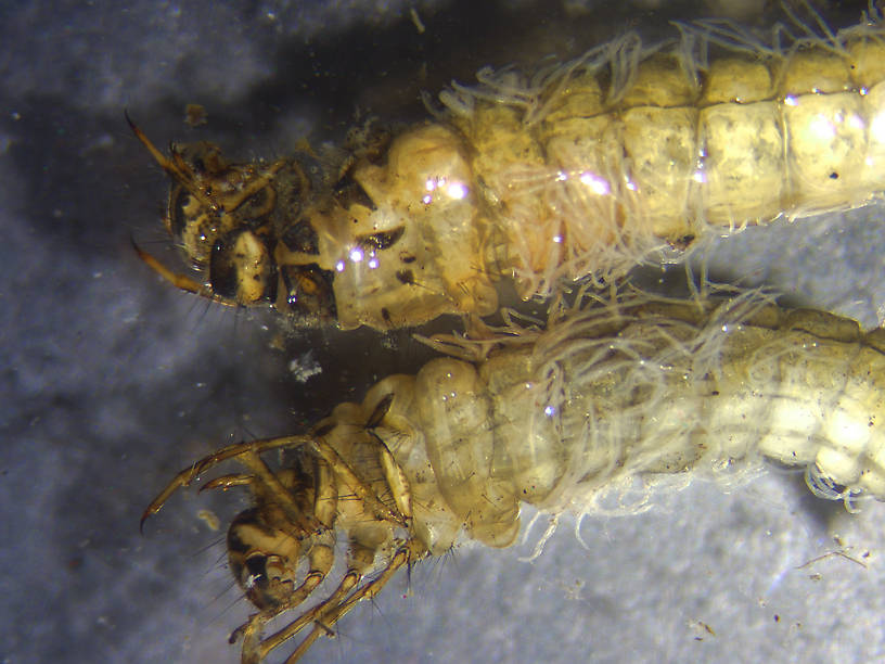 Limnephilus externus (Summer Flier Sedge) Caddisfly Nymph from Temporary ponds- Glacier Nat. Park in Alaska