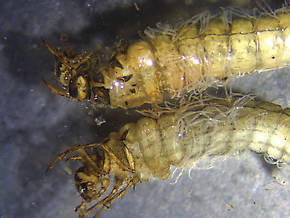 Limnephilus externus (Summer Flier Sedge) Caddisfly Nymph