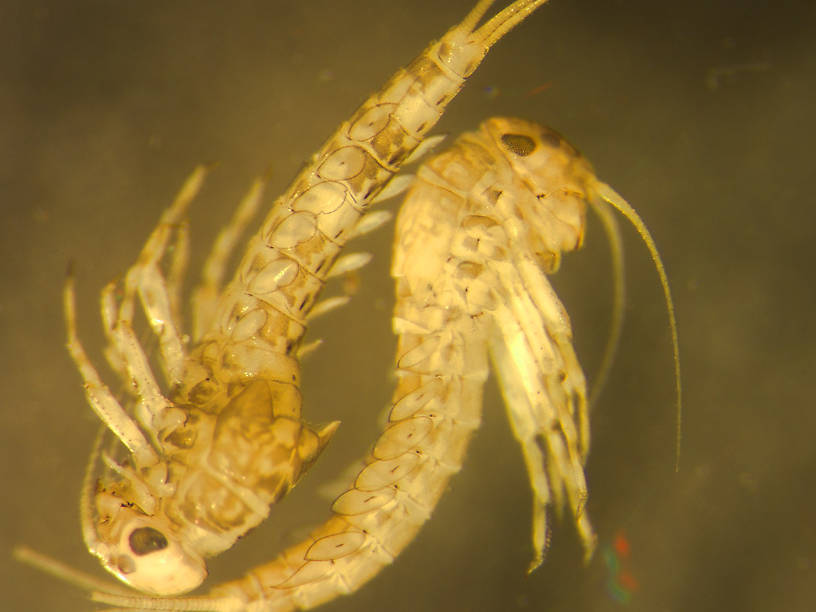 Acerpenna pygmaea (Tiny Blue-Winged Olive) Mayfly Nymph from the Upper Stillwater River in Montana