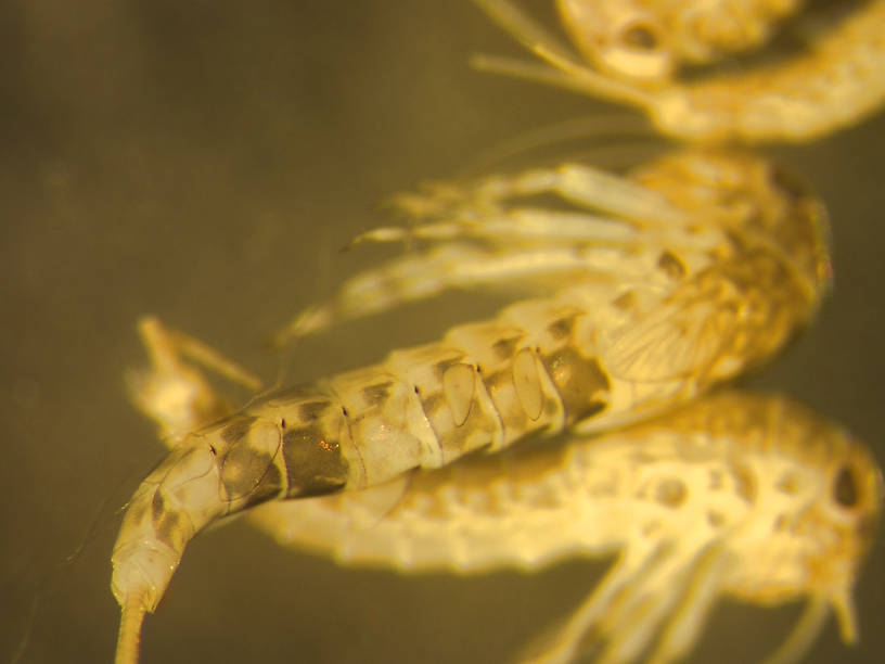 Acerpenna pygmaea (Tiny Blue-Winged Olive) Mayfly Nymph from the Upper Stillwater River in Montana