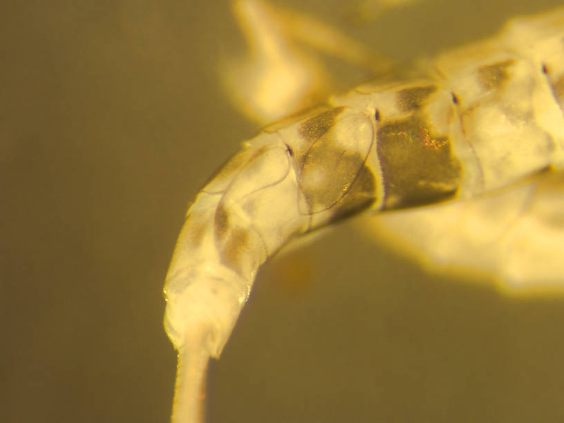 Acerpenna pygmaea (Tiny Blue-Winged Olive) Mayfly Nymph from the Upper Stillwater River in Montana