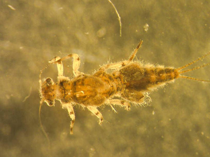 Caenis youngi (Angler's Curse) Mayfly Nymph from Many Lakes in Montana