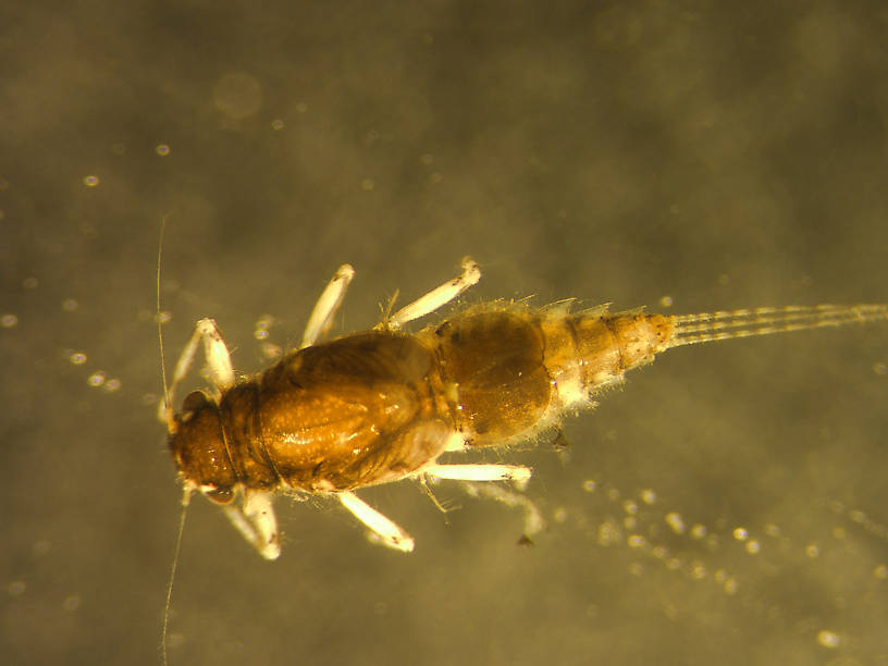 Caenis youngi (Angler's Curse) Mayfly Nymph from Many Lakes in Montana