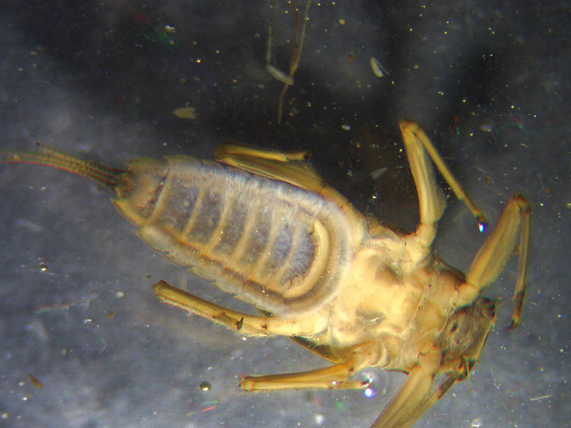 Drunella doddsii (Western Green Drake) Mayfly Nymph from Many streams in Montana