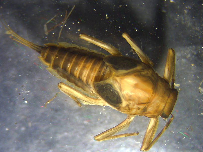 Drunella doddsii (Western Green Drake) Mayfly Nymph from Many streams in Montana