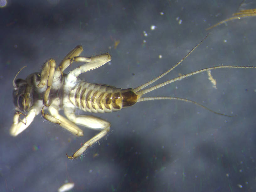 Caudatella hystrix Mayfly Nymph from Many streams in Montana