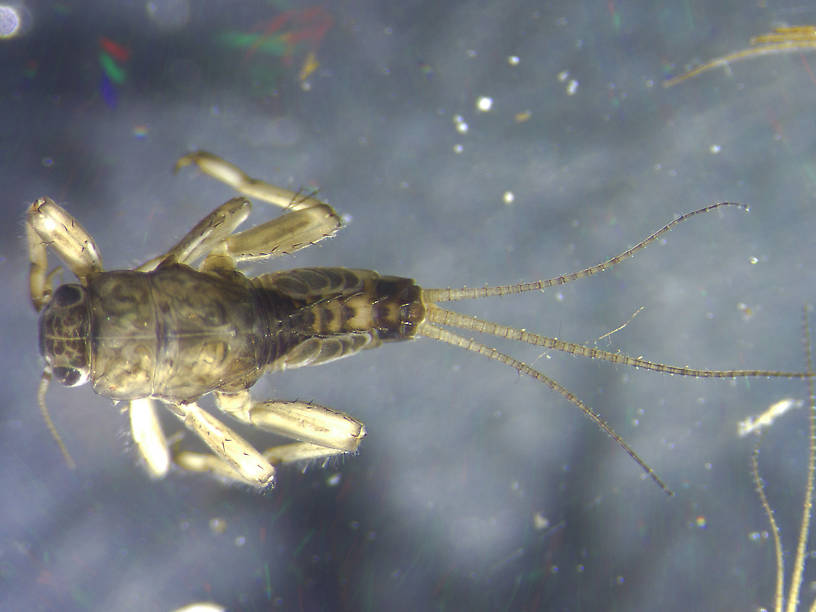 Caudatella hystrix Mayfly Nymph from Many streams in Montana