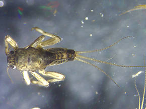 Caudatella hystrix  Mayfly Nymph