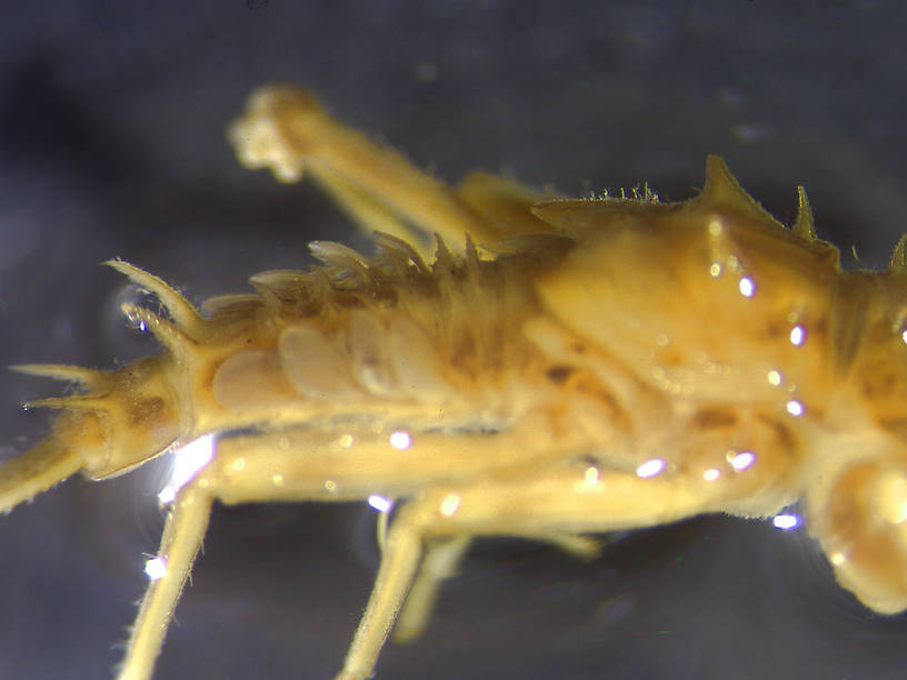 Drunella spinifera (Western Slate Olive Dun) Western Slate Olive Dun Nymph from 6 mile Creek in Montana