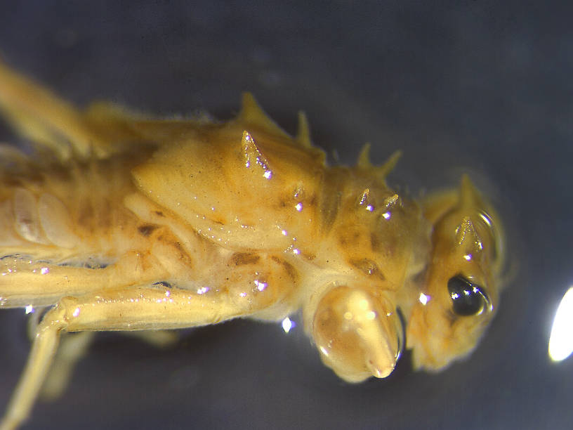 Drunella spinifera (Western Slate Olive Dun) Western Slate Olive Dun Nymph from 6 mile Creek in Montana