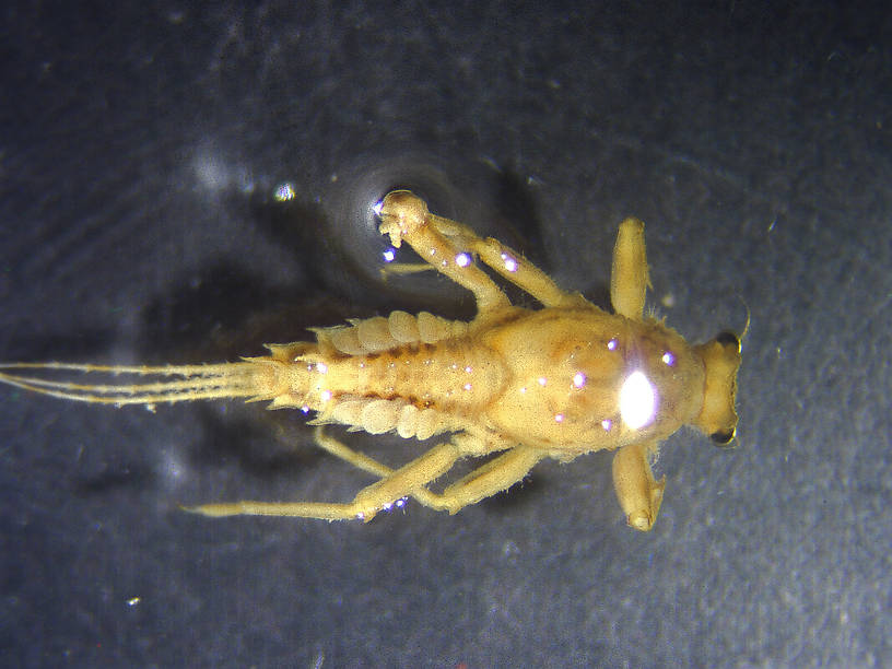 Drunella spinifera (Western Slate Olive Dun) Western Slate Olive Dun Nymph from 6 mile Creek in Montana