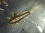 Ephemerella aurivillii Mayfly Nymph from the Kwethluk River in Alaska