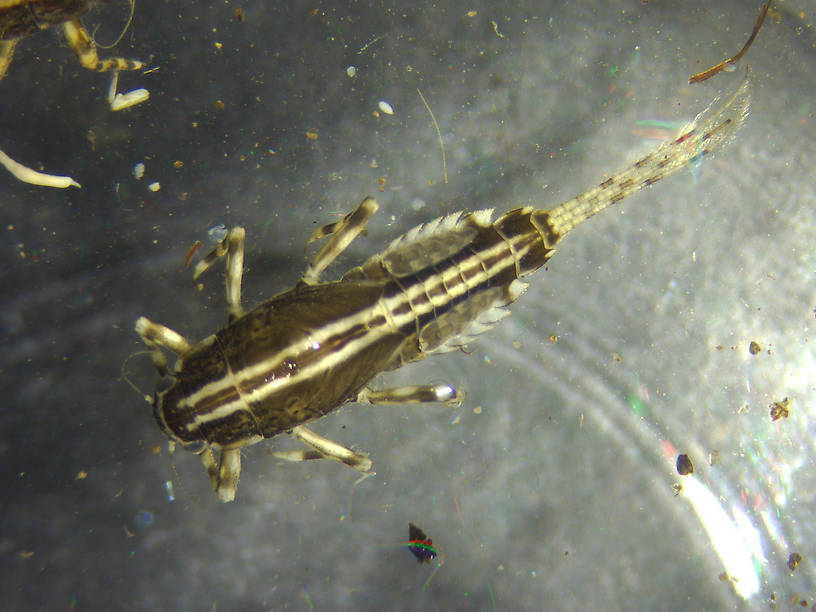 Ephemerella aurivillii Mayfly Nymph from the Kwethluk River in Alaska