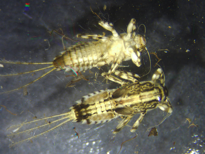 Ephemerella aurivillii Mayfly Nymph from the Kwethluk River in Alaska