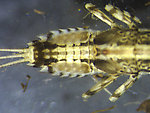 Ephemerella aurivillii Mayfly Nymph from the Kwethluk River in Alaska