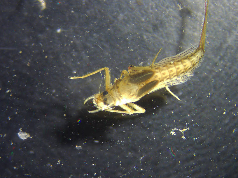 Paraleptophlebia bicornuta (Mahogany Dun) Mayfly Nymph from the Flathead River-upper in Montana