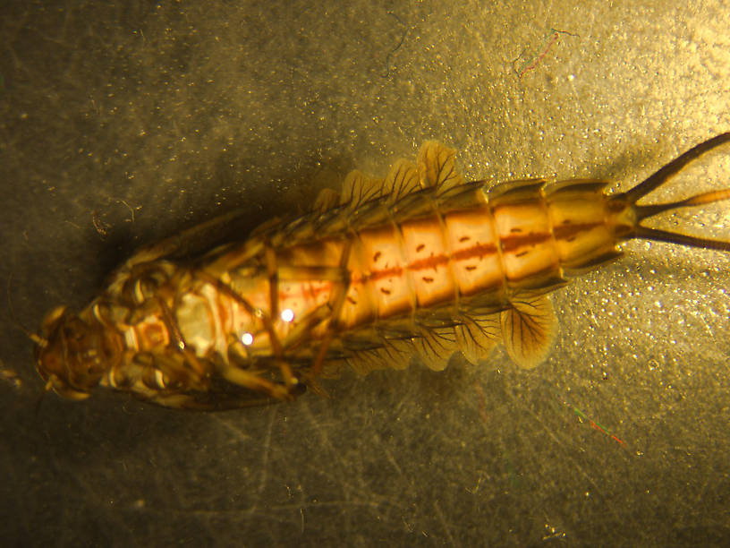 Siphlonurus phyllis (Gray Drake) Mayfly Nymph from Temporary ponds- Glacier Nat. Park in Alaska