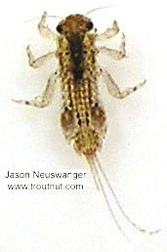 Eurylophella (Chocolate Duns) Mayfly Nymph from unknown in Wisconsin