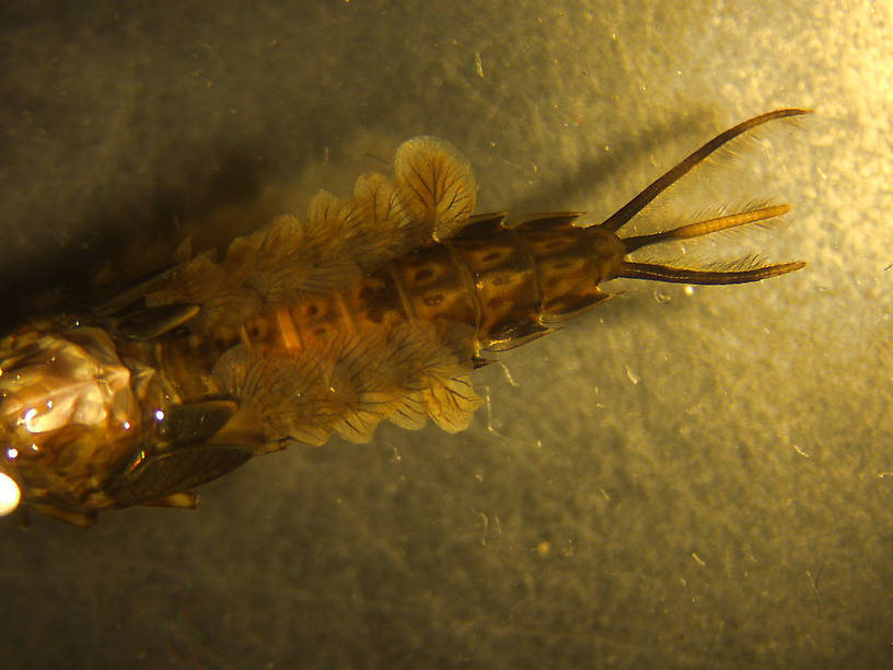 Siphlonurus phyllis (Gray Drake) Mayfly Nymph from Temporary ponds- Glacier Nat. Park in Alaska