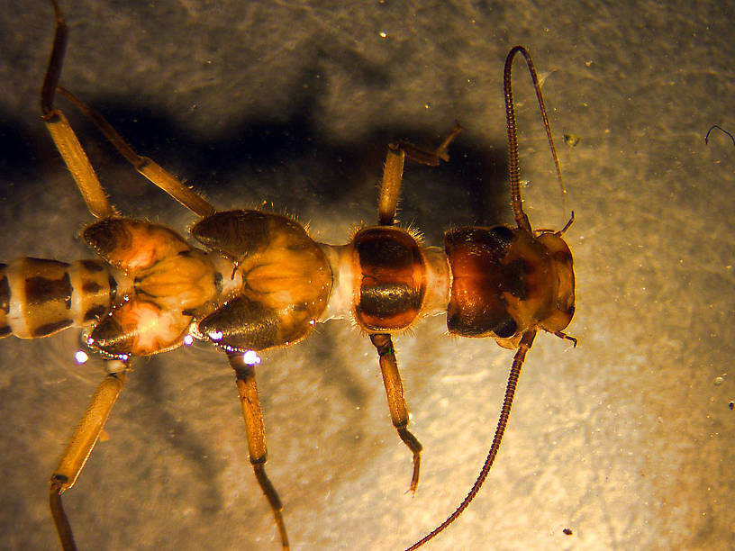 Kathroperla perdita (Sallfly) Stonefly Nymph from the Flathead River-upper in Montana