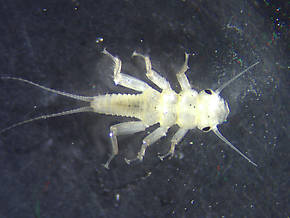 Perlidae (Golden Stones) Stonefly Nymph