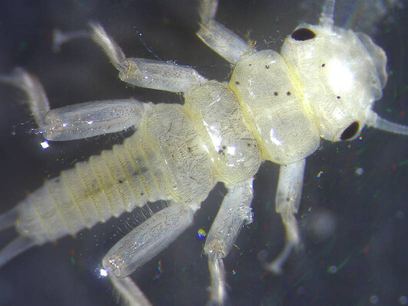 Perlidae (Golden Stones) Stonefly Nymph from the Flathead River-upper in Montana