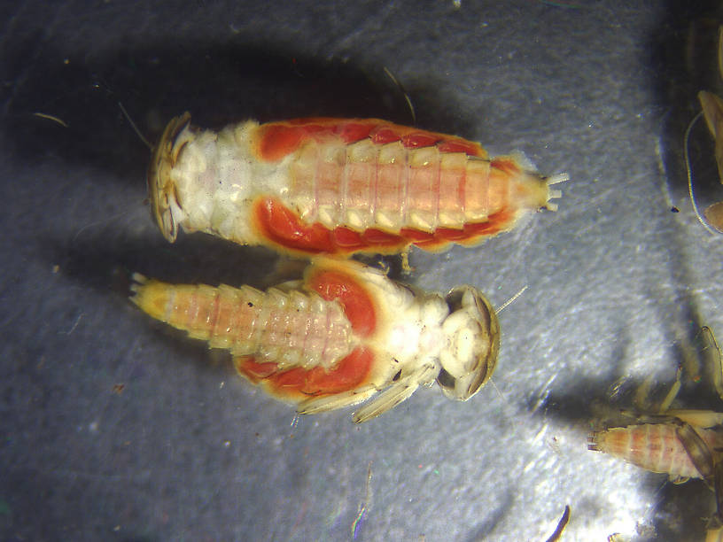 Rhithrogena Mayfly Nymph from Rock Creek in Montana